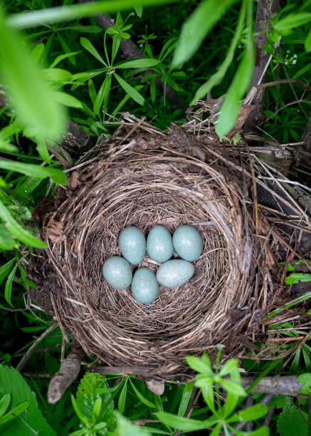 istock eggs in the blackbird's nest 1151963071