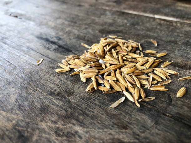 istock Paddy rice on the wooden table with natural light. 1151963148