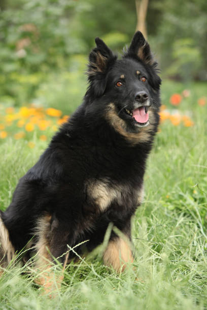 istock Amazing Bohemian Shepherd in the garden 1151965231