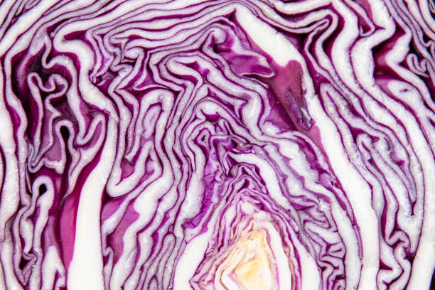 Red cabbage Red cabbage split lines fractal plant cabbage textured stock pictures, royalty-free photos & images