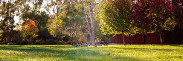 istock A Flock Of Birds On Grass 1151966947