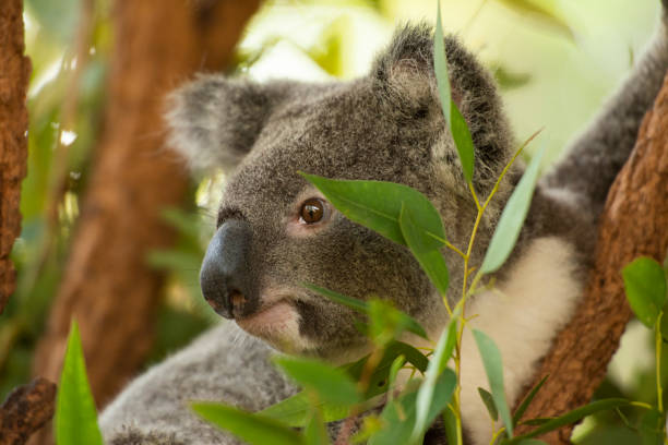 istock Cute Australian Koala resting during the day. 1151967062