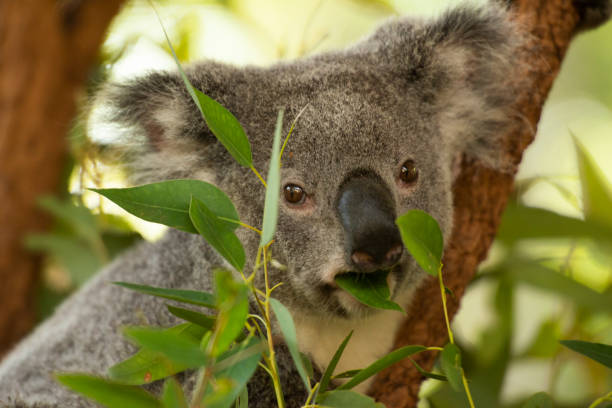 istock Cute Australian Koala resting during the day. 1151967302
