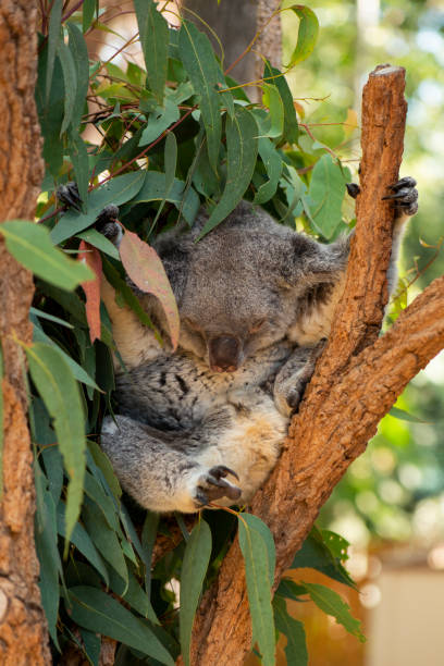 istock Cute Australian Koala resting during the day. 1151967406
