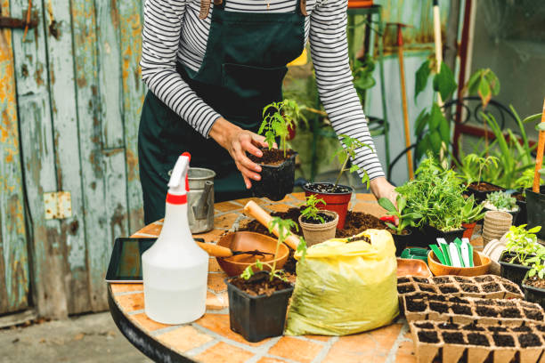 istock Planting herbs in home garden 1151967647