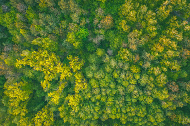 istock High Angle View Of Trees Growing In Forest 1151967737