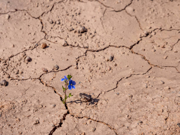 istock Lonely lilac flower growing on dried cracked soi 1151968696
