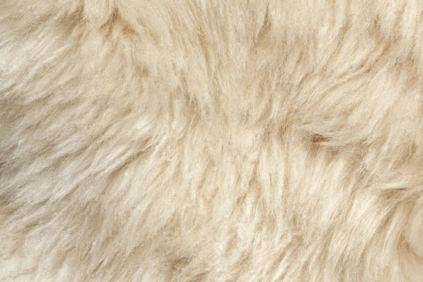 istock Texture of white fur 1151969164