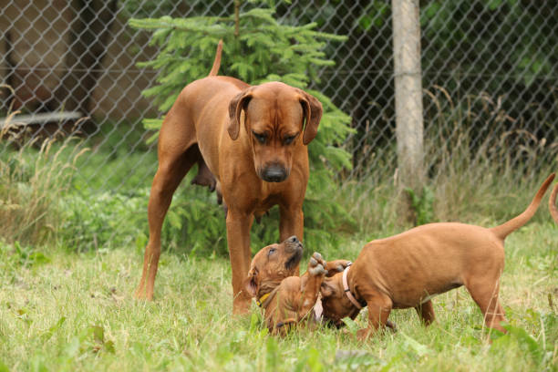istock Rhodesian ridgeback with puppies in the garden 1151970449