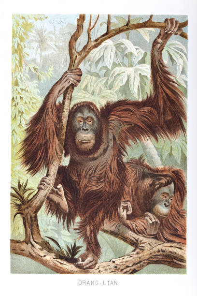 ilustraciones, imágenes clip art, dibujos animados e iconos de stock de un par de orang-utan en la selva tropical de borneo - illustration and painting engraved image engraving pencil drawing