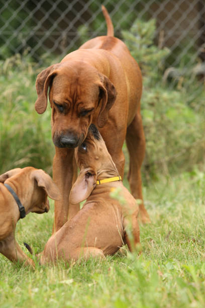 istock Rhodesian ridgeback with puppies in the garden 1151970495