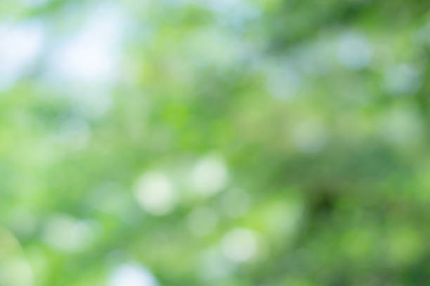 istock Appreciate nature through green bokeh 1151970921
