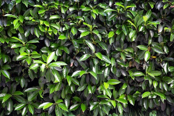 istock Fresh green leaves pattern background. Nature background. Summer nature 1151971032