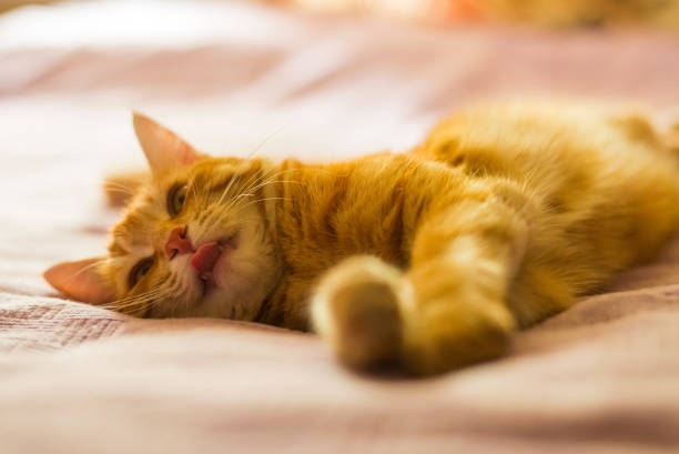 istock Red-haired cat lying on the sofa close-up portrait. 1151971056
