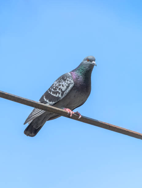 istock Pigeon sit against the blue sky 1151972686