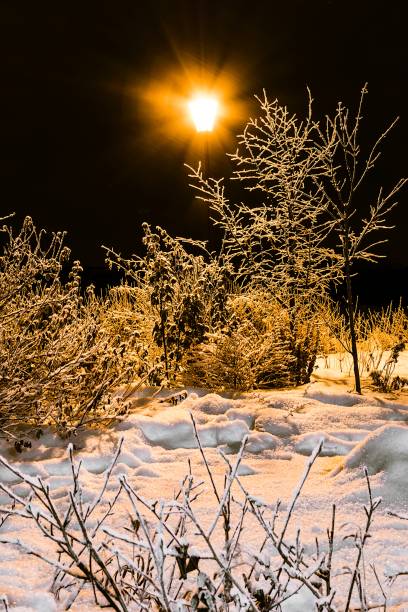 istock Winter bushes in park and shining lantern. Night shot 1151972716