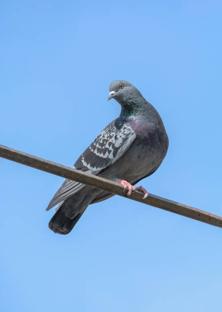 istock Pigeon sit against the blue sky 1151972729