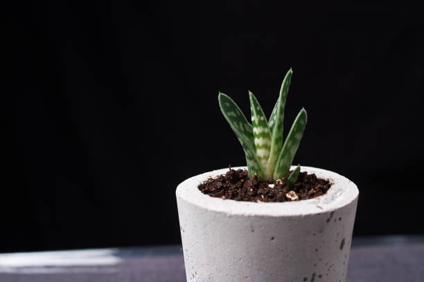 istock minimalist urban gardening or stylish interior background with various succulents. Selective focus 1151974268