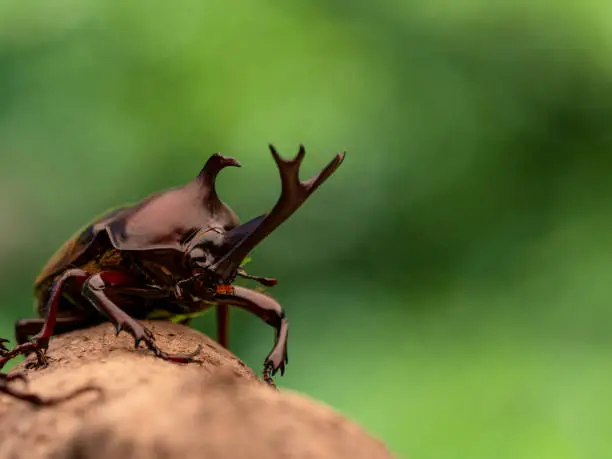 Photo of Japanese Rhinoceros Beetle.