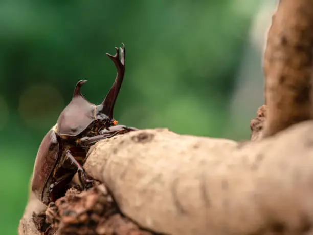 Photo of Japanese Rhinoceros Beetle.