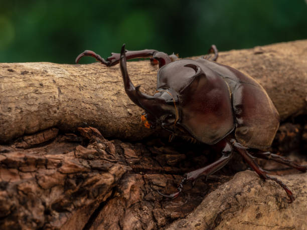 istock Japanese Rhinoceros Beetle. 1151974413