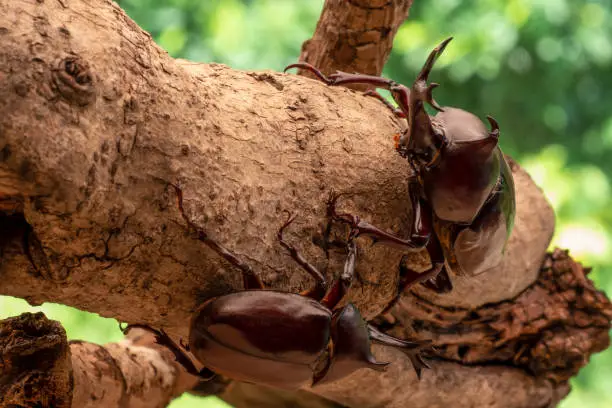 Photo of Japanese Rhinoceros Beetle.