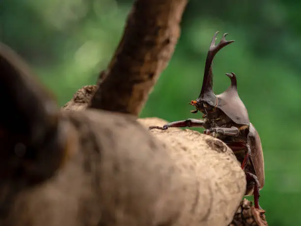 Photo of Japanese Rhinoceros Beetle.