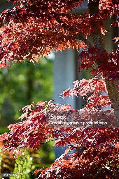 Hojas De Arce Japonés Foto de stock y más banco de imágenes de Arce Japonés - Arce Japonés, Arce, Color - Tipo de imagen