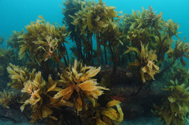 istock Forest of brown stalked kelp 1151975905