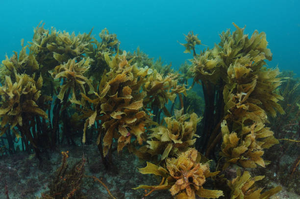 istock Forest of kelp Ecklonia radiata 1151976451