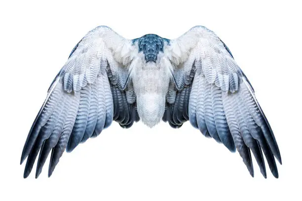 Pair of hawk wings isolated on white. Clipping path included.