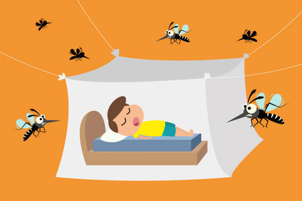 60+ Sleeping Mosquitos Stock Illustrations, Royalty-Free Vector Graphics &  Clip Art - iStock