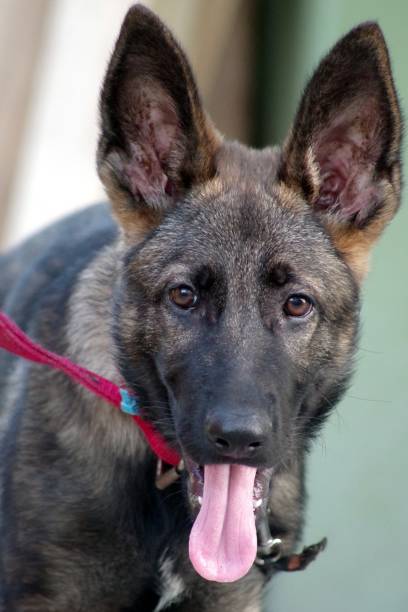 istock Beautiful portrait of a German Shepherd deeply looking at the camera. 1151978132