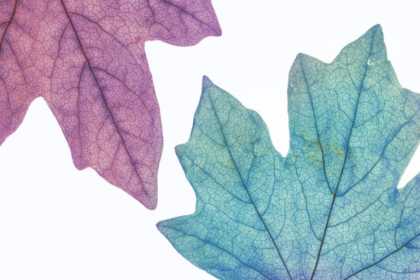 istock Close-up of tree leaves, natural background 1151978341