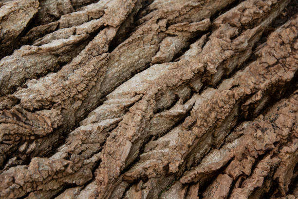 Texture of a Tree Bark close-up stock photo