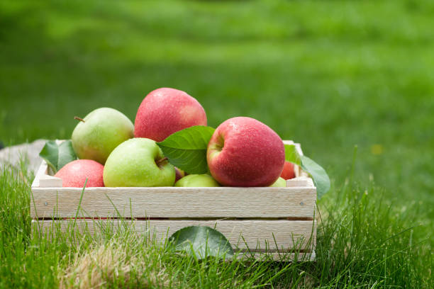 istock Fresh garden red and green apples 1151986453
