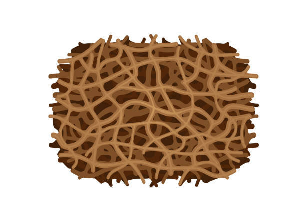 ilustrações de stock, clip art, desenhos animados e ícones de illustration of nest termite texture close up isolated on white background, clip art termite nest, termite nest ant insect species eaten wood decay and bite damaged, termite nest white ants close-up - ant underground animal nest insect