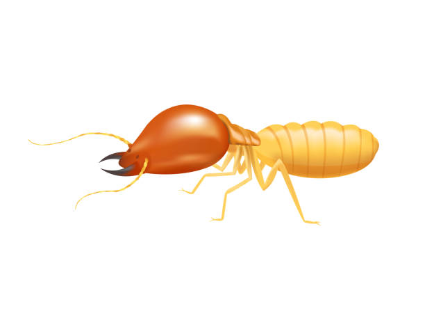 ilustrações de stock, clip art, desenhos animados e ícones de illustration termite isolated on white background, insect species termite ant eaten wood decay and damaged wooden bite, cartoon termite clip art, animal type termite or white ants - ant underground animal nest insect