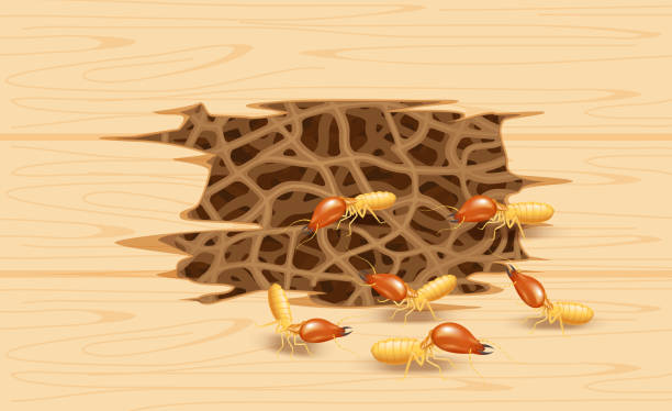 ilustrações de stock, clip art, desenhos animados e ícones de illustration termite nest at wooden wall, burrow nest termite and wood decay, texture wood with nest termite or white ant, background damaged wooden brown eaten by termite or white ants - ant underground animal nest insect