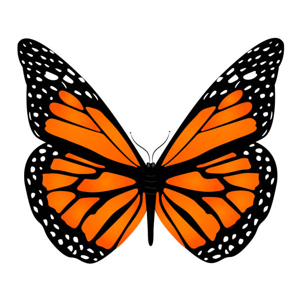 istock Orange butterfly with white dots on the edges of the wings 1151987311