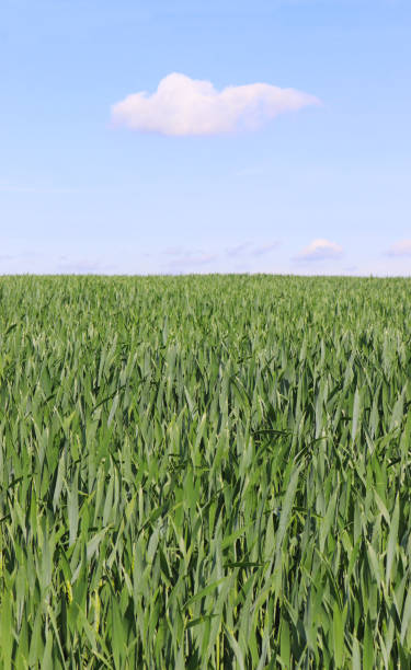 istock white cloud hanging over a green field 1151987756
