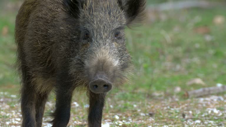 3,979 Wild Pig Stock Videos and Royalty-Free Footage - iStock | Wild pig hungary, Wild pig new zealand, Wild pig white background 3,979 Wild Pig Stock Videos and Royalty-Free Footage - iStock | Wild pig hungary, Wild pig new zealand, Wild pig white background