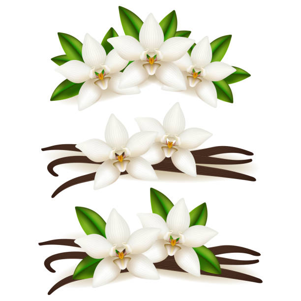 kuvapankkikuvitukset aiheesta vaniljatikkuja ja kukkasettiä, eristetty valkoiselle taustalle. - yellow vanilla flower with green leaves