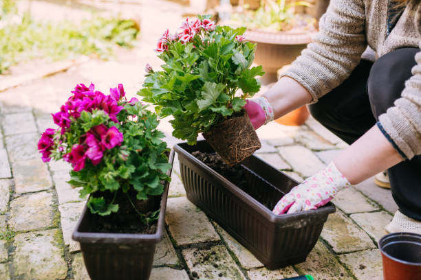 istock Planting a plant on garden soil texture background top view 1151989528