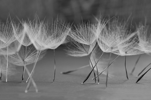macro photography of dry dandelion petals standing, black and white