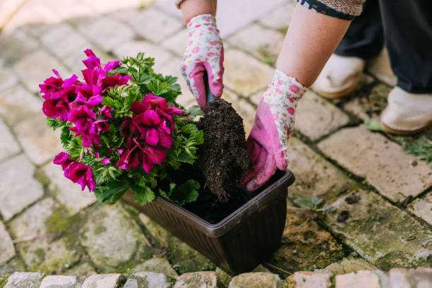 istock Planting a plant on garden soil texture background top view 1151989698