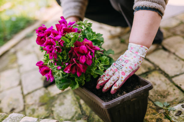 istock Planting a plant on garden soil texture background top view 1151990443