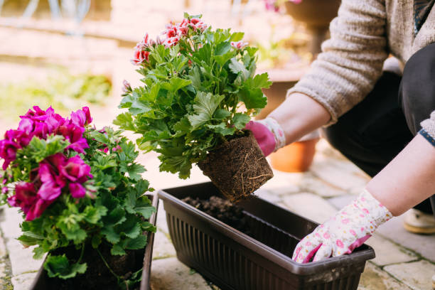 istock Planting a plant on garden soil texture background top view 1151990615