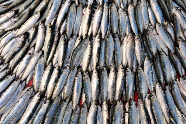 Fish Food in a Fish Market Stand