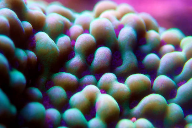 istock Ultra underwater macro on montipora SPS coral polyps 1151992653